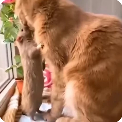 😘 Стикер «Funny Cats» для Telegram