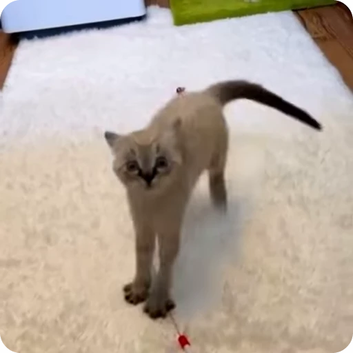 😡 Стикер «Funny Cats» для Telegram