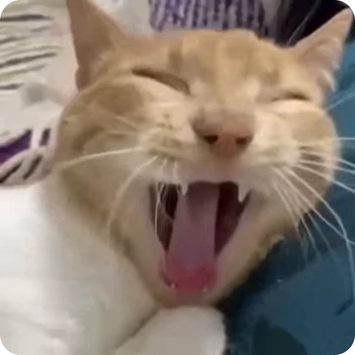 🛌 Стикер «Funny Cats» для Telegram