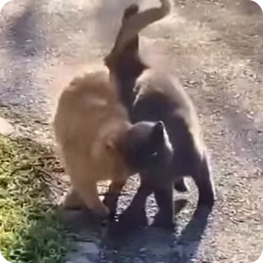 ❤️ Стикер «Funny Cats» для Telegram