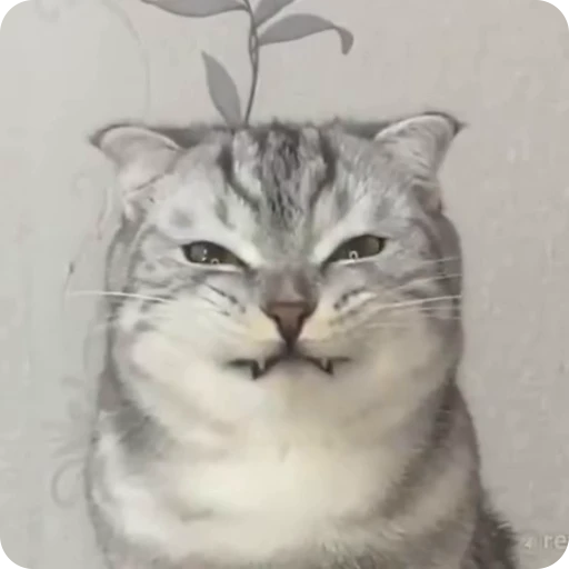 😂 Стикер «Funny Cats» для Telegram