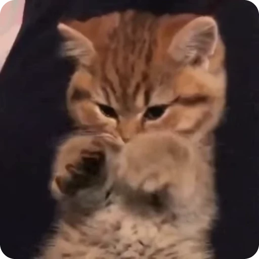 🤗 Стикер «Funny Cats» для Telegram