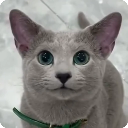 ☺️ Стикер «Funny Cats» для Telegram