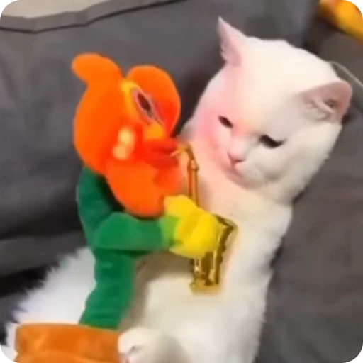 🤪 Стикер «Funny Cats» для Telegram