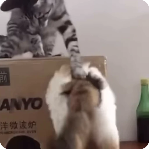 🤗 Стикер «Funny Cats» для Telegram