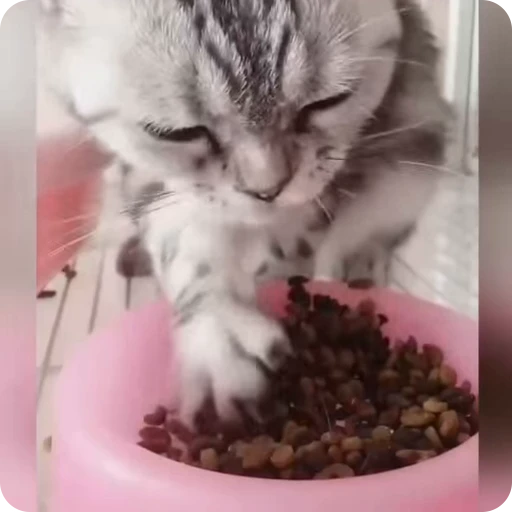 🥘 Стикер «Funny Cats» для Telegram
