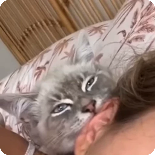 👂 Стикер «Funny Cats» для Telegram