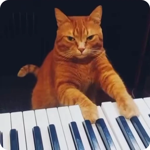 🎹 Стикер «Funny Cats» для Telegram