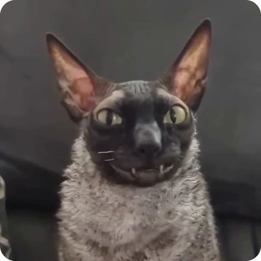 😊 Стикер «Funny Cats» для Telegram