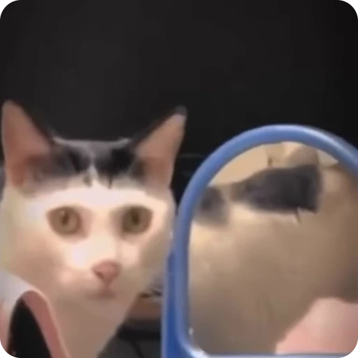 😯 Стикер «Funny Cats» для Telegram