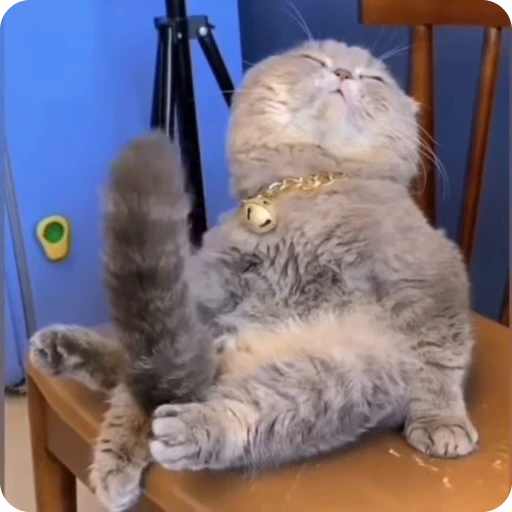 💪 Стикер «Funny Cats» для Telegram