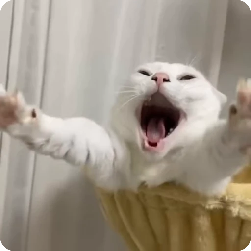🥱 Стикер «Funny Cats» для Telegram