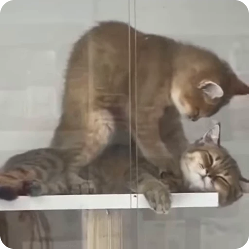 💆‍♀️ Стикер «Funny Cats» для Telegram