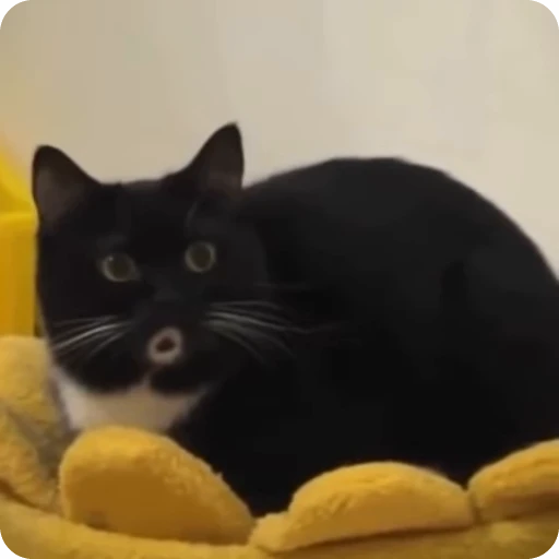 😳 Стикер «Funny Cats» для Telegram