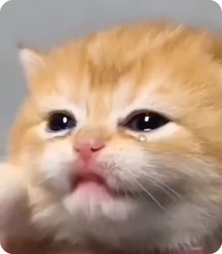 😭 Стикер «Funny Cats» для Telegram