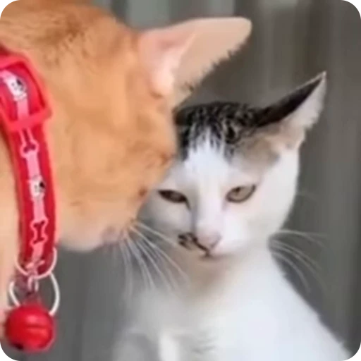🤨 Стикер «Funny Cats» для Telegram