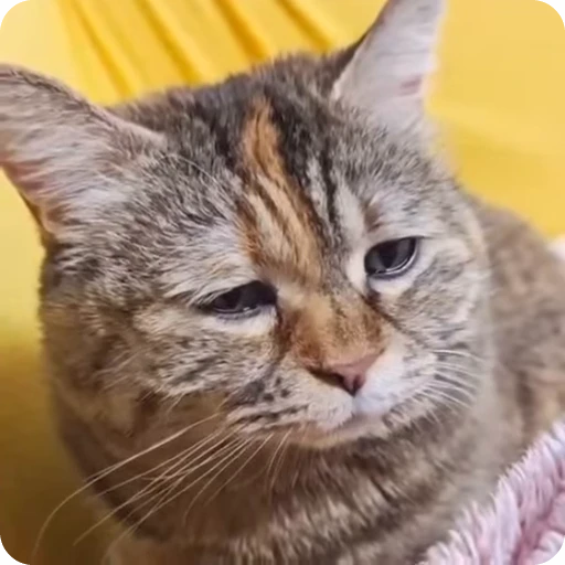 😭 Стикер «Funny Cats» для Telegram