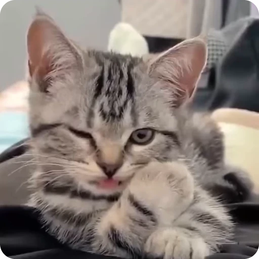 😉 Стикер «Funny Cats» для Telegram