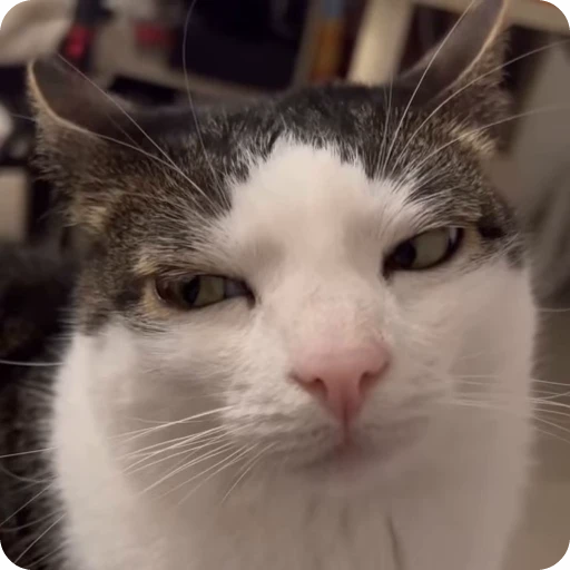 😑 Стикер «Funny Cats» для Telegram