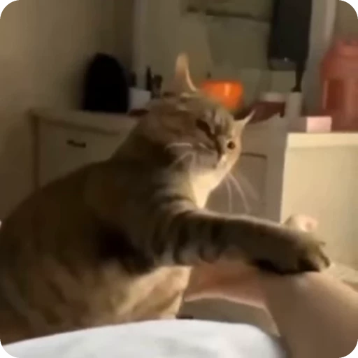 🤝 Стикер «Funny Cats» для Telegram