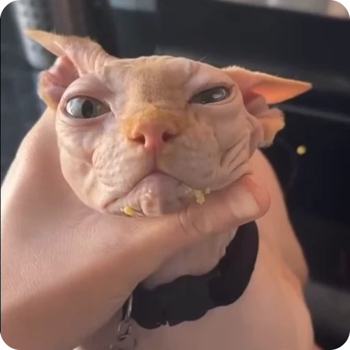 😠 Стикер «Funny Cats» для Telegram