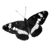 🦋 Эмодзи «ᦔꫀꪖ𝓽ꫝ» для Telegram