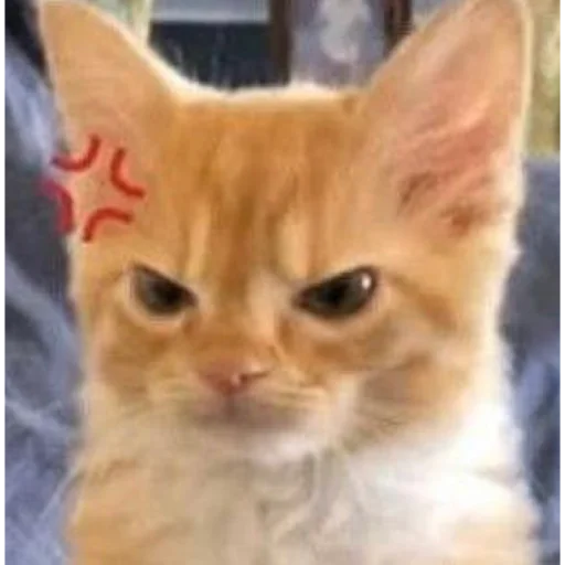 😠 Стикер «meme!! ‍⬛» для Telegram