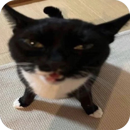 😾 Стикер «meme!! ‍⬛» для Telegram
