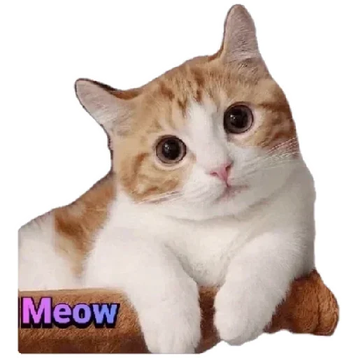 Стикерпак Anak_kucing для Telegram — скачать