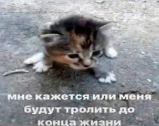 😺 Стикер «серьёзный пак» для Telegram