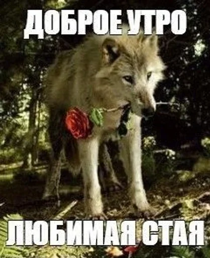 🐺 Стикер «серьёзный пак» для Telegram