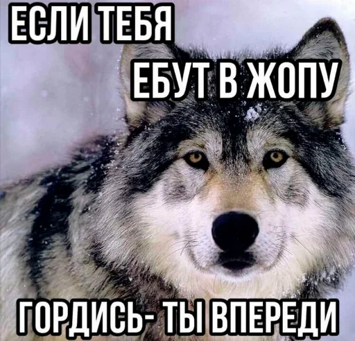 🐺 Стикер «серьёзный пак» для Telegram