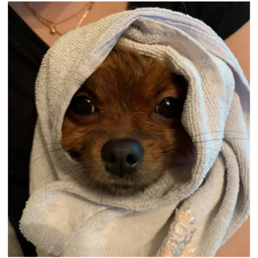 🥹 Стикер «київський arara gomen» для Telegram