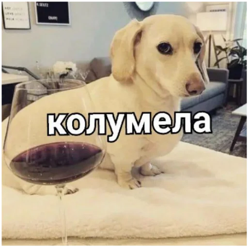 🪵 Стикер «київський arara gomen» для Telegram