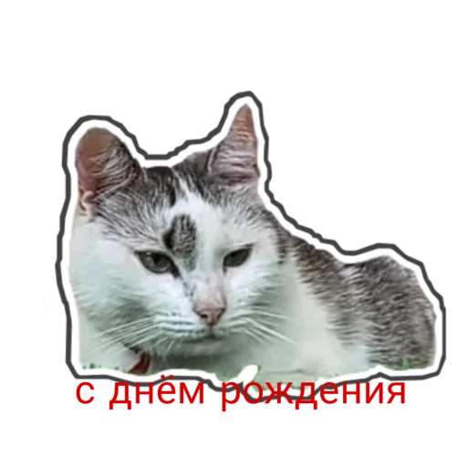 🥳 Стикер «Муська myrzik» для Telegram