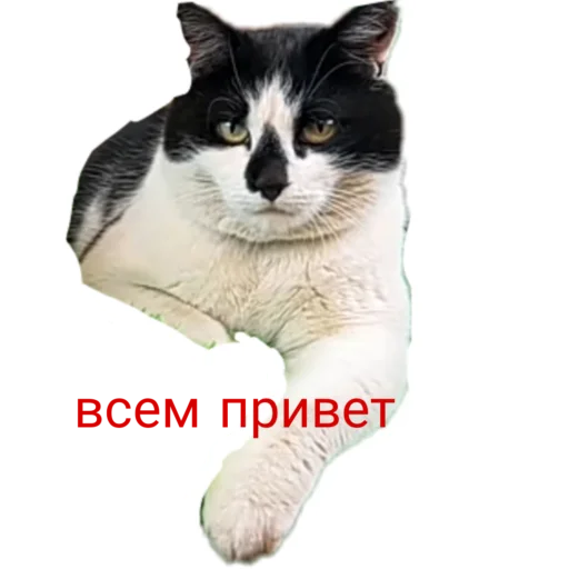 👋 Стикер «Муська myrzik» для Telegram