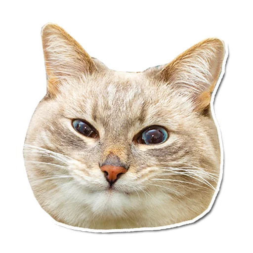 🗿 Стикер «Муська myrzik» для Telegram
