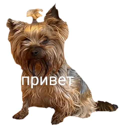 👋 Стикер «Муська myrzik» для Telegram