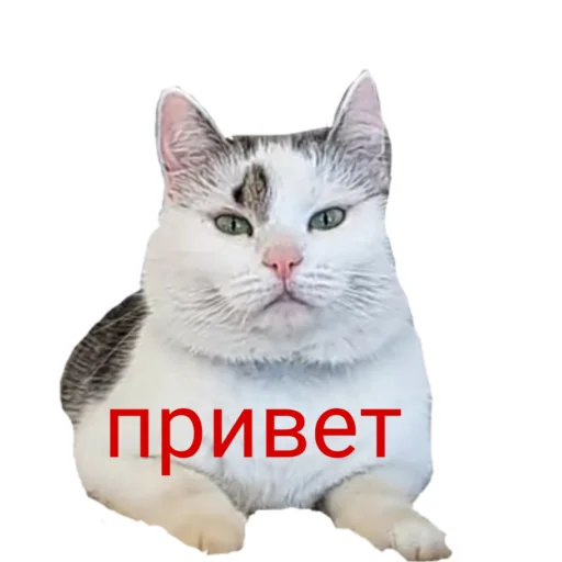 🖐️ Стикер «Муська myrzik» для Telegram