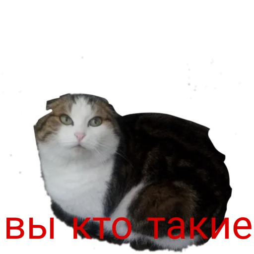 😳 Стикер «Муська myrzik» для Telegram