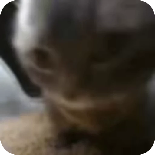 Стикерпак Cat Multiverse для Telegram — скачать