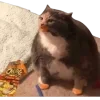 😋 Эмодзи «Котики» для Telegram