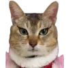 😍 Эмодзи «Котики» для Telegram