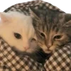 🥰 Эмодзи «Котики» для Telegram