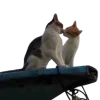 😚 Эмодзи «Котики» для Telegram