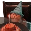 🥳 Эмодзи «Котики» для Telegram