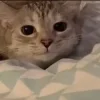 🙂 Эмодзи «Котики» для Telegram