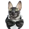 😃 Эмодзи «Котики» для Telegram