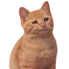 😏 Эмодзи «Котики» для Telegram