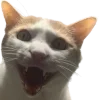 😃 Эмодзи «Котики» для Telegram
